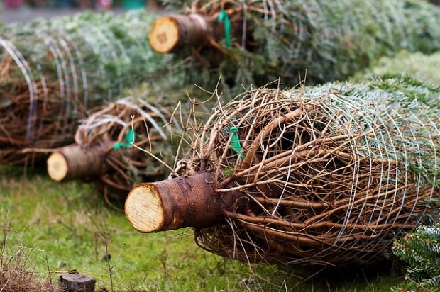 BUND-Test: Mehr als jeder zweite Weihnachtsbaum mit Pestiziden belastet