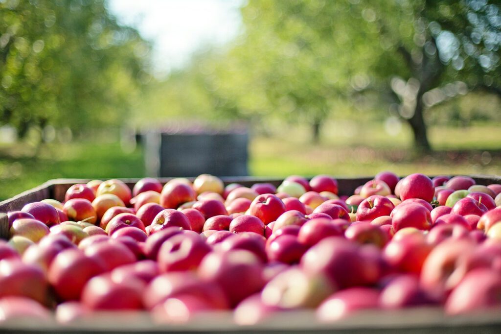 Ernteeinbußen - Sind Äpfel in diesem Jahr Luxus?